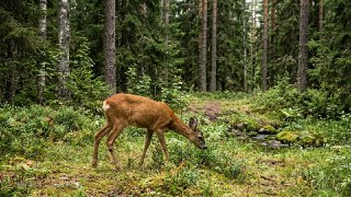 Защита животных: новый закон для охраны дикой природы