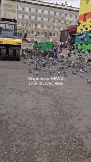 Голуби: Красивые Птицы с Скрытой Угрозой для Здоровья