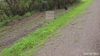 Медвежонок наблюдает за автомобилями в Красноярском крае