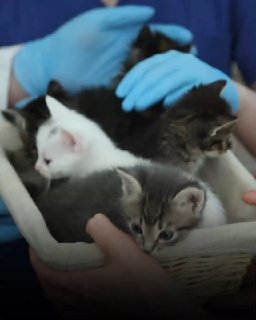 В Москве появились котята, рожденные с помощью ЭКО